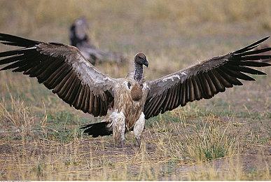 《命运2》终焉之形DLC夏促新史低来袭！年八《宿命边缘》蓄势待发